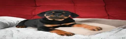 Rottweiler dogs for sale: Tara/ Mocha – Santos Ad-Dirah - Ad 23