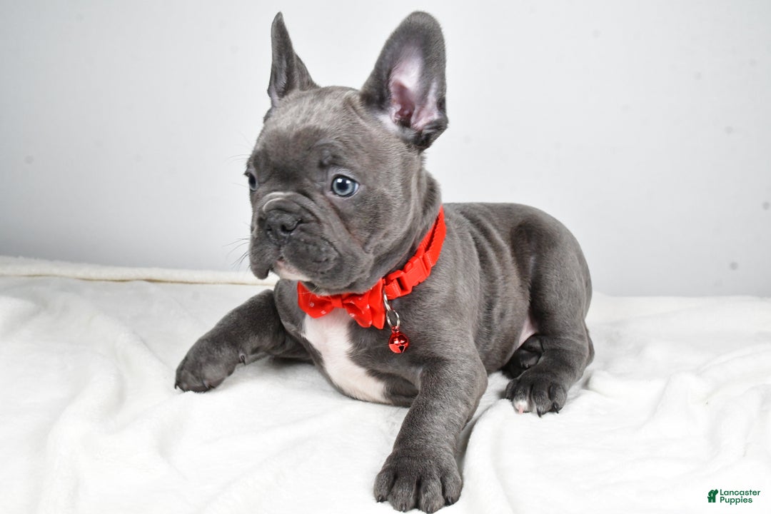 Mixed Breed dogs for sale: Russell - Ad 8