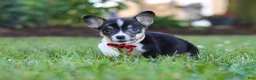 Welsh Corgi Pembroke dogs for sale: Diamond - Ad 4