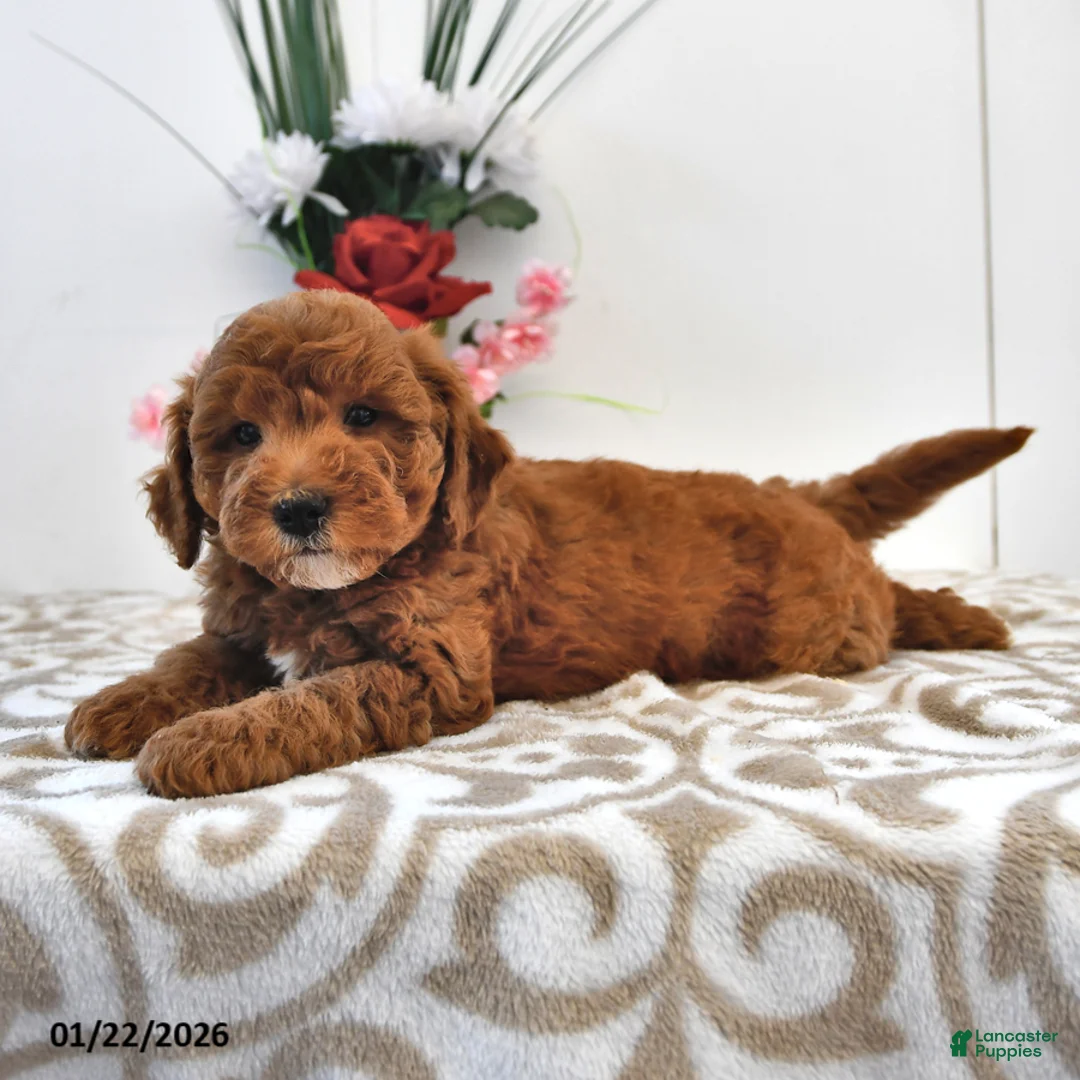 Mini Goldendoodle dogs for sale: Cupcake - Ad 3