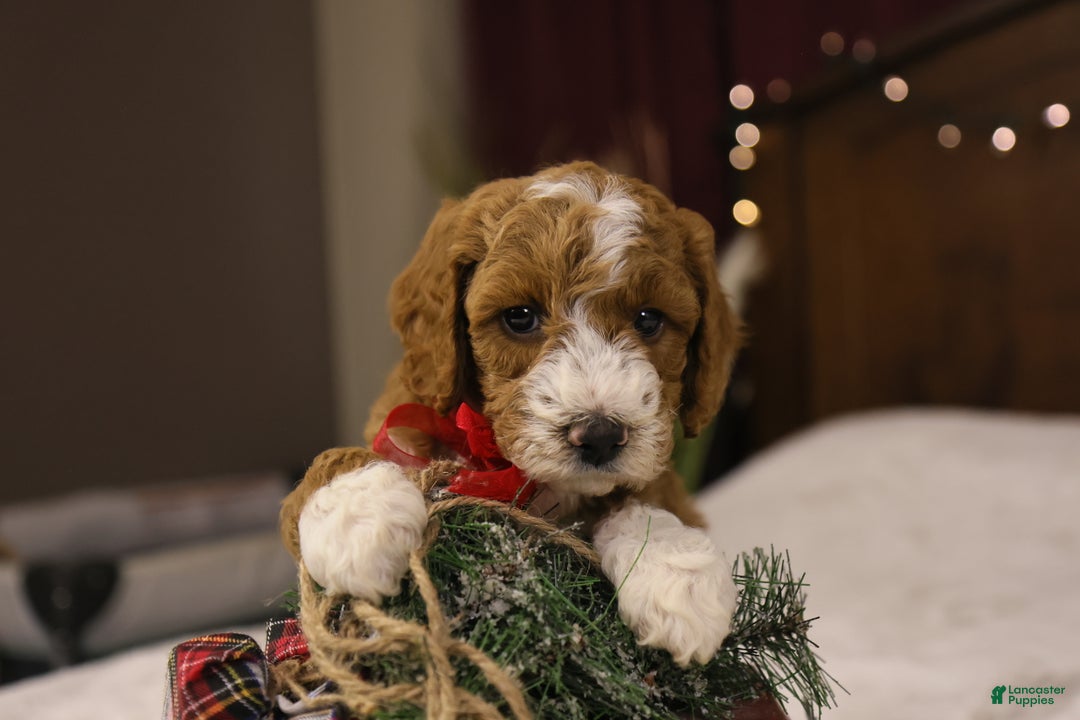 Goldendoodle dogs for sale: Yeti - Ad 9