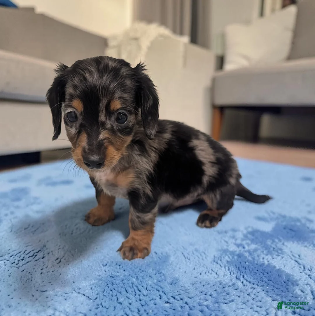 Miniature Dachshund dogs for sale: Prince - Ad 1