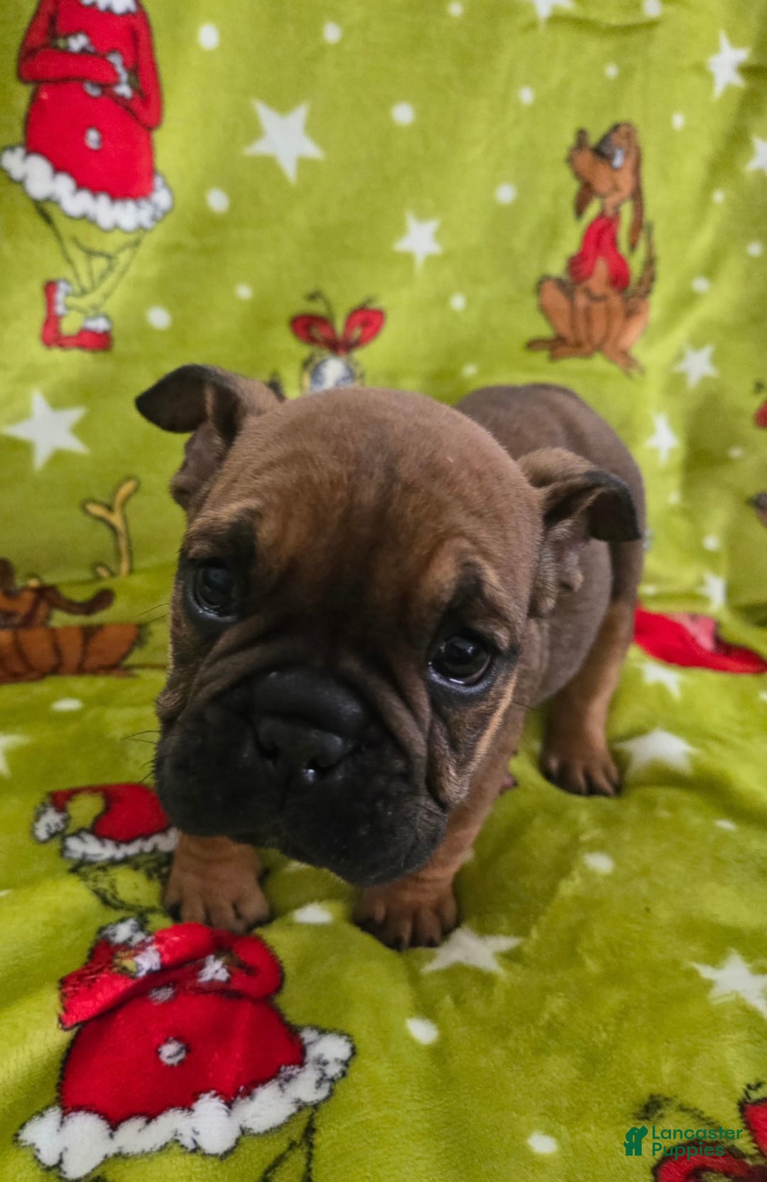 English Bulldog dogs for sale: Brownie - Ad 1