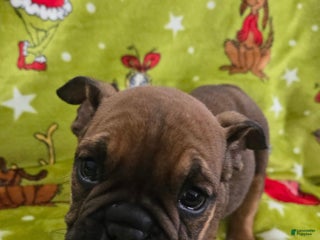 English Bulldog dogs Brownie - Ad 3