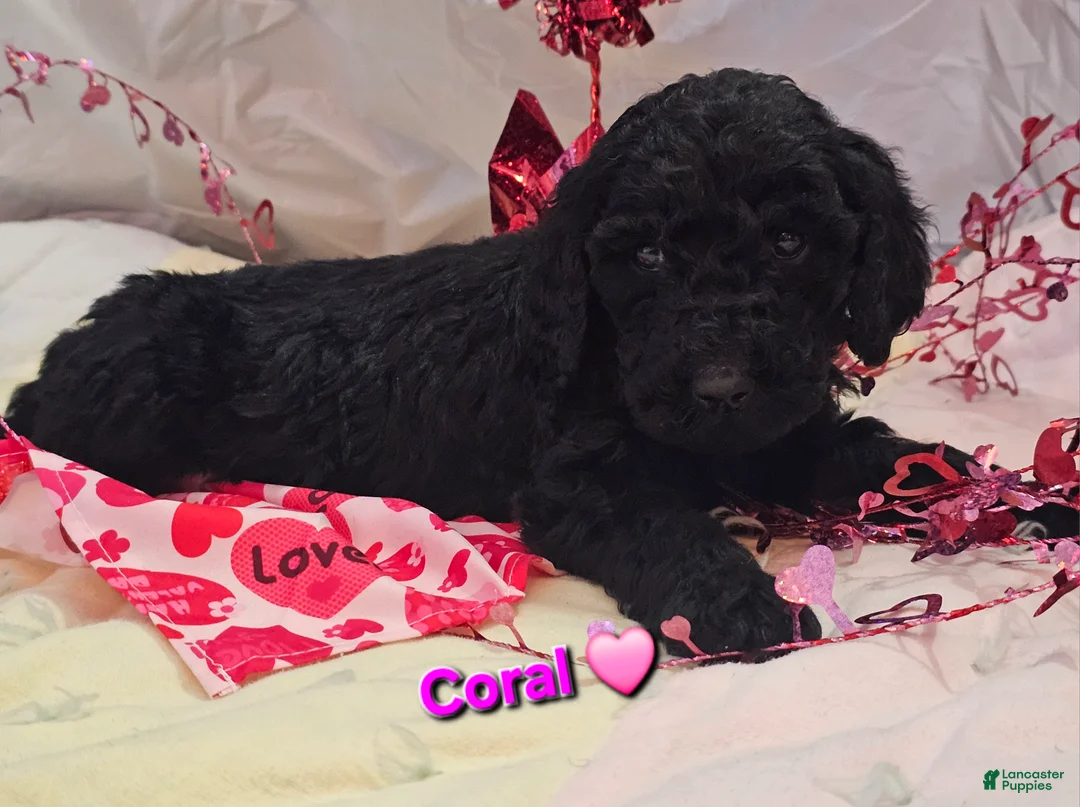 Goldendoodle dogs for sale: Coral  - Ad 1