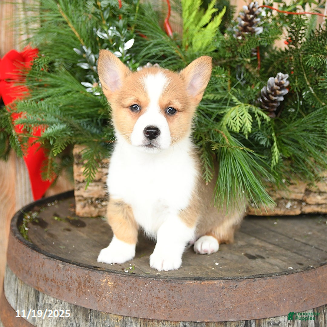 Welsh Corgi Pembroke dogs for sale: Abel - Ad 1