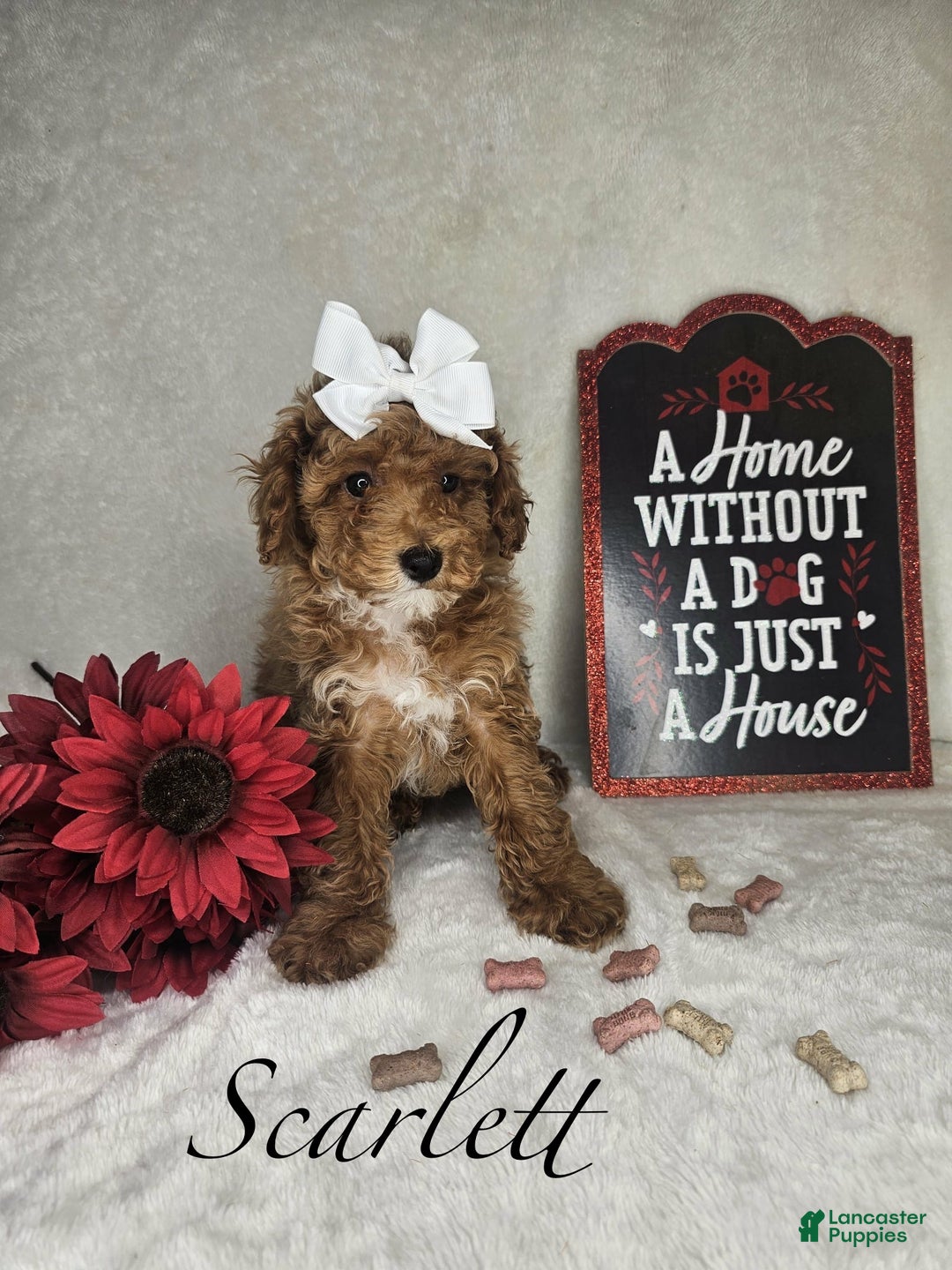 Miniature Poodle dogs for sale: Scarlett  - Ad 1