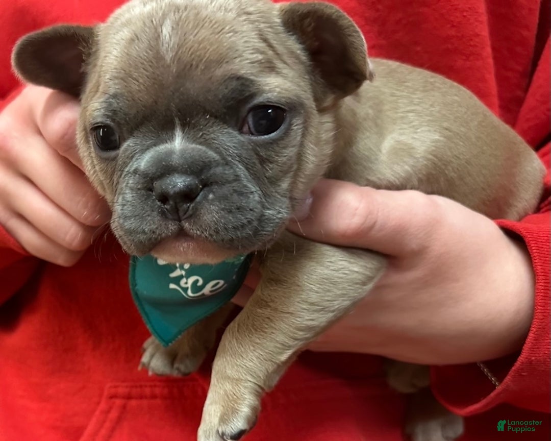 French Bulldog dogs for sale: Pernell - Ad 6