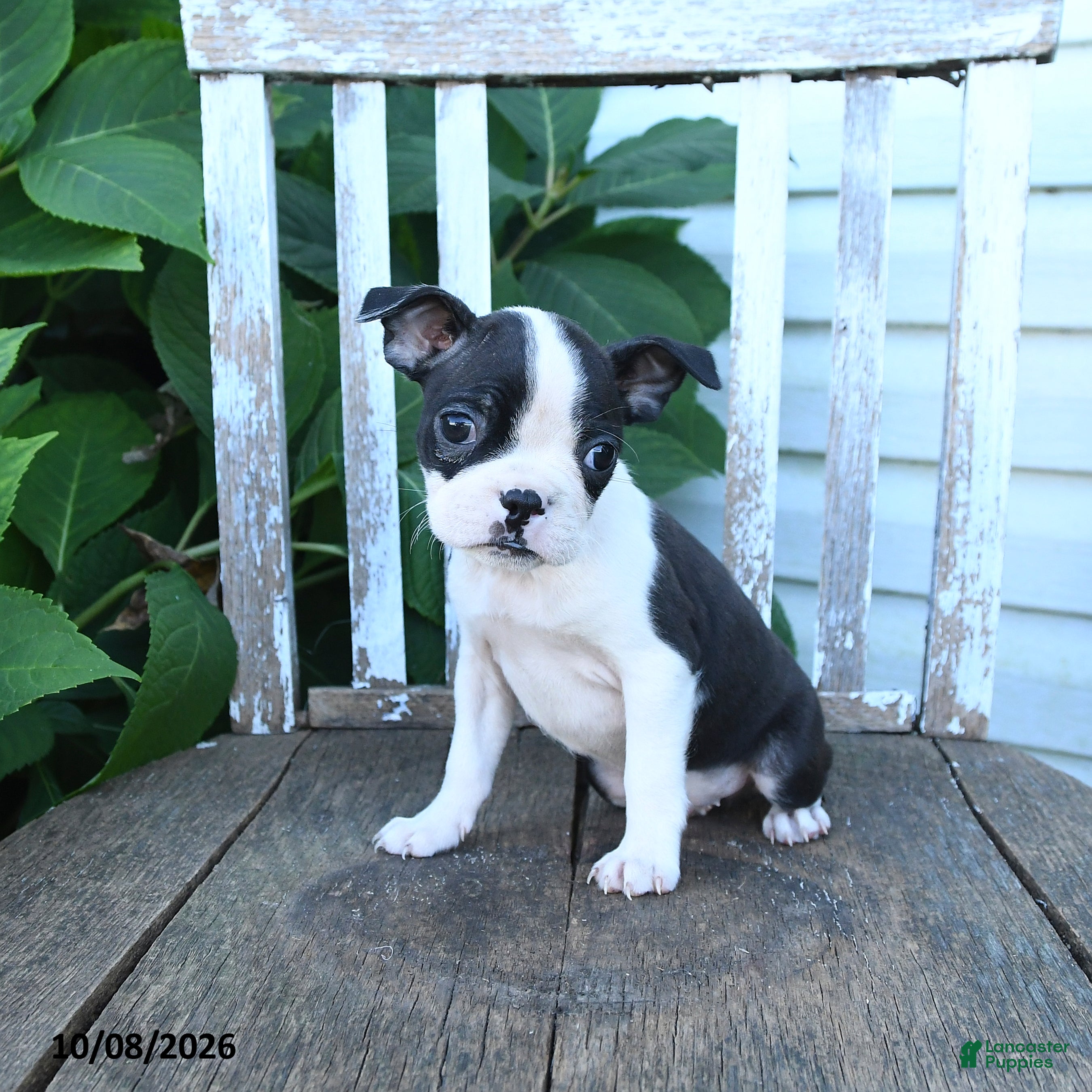 Catie (Boston Terrier, Female) in Economy, IN