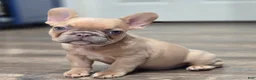 French Bulldog dogs for sale: 💛🍯Blondie🍯💛 - Ad 3
