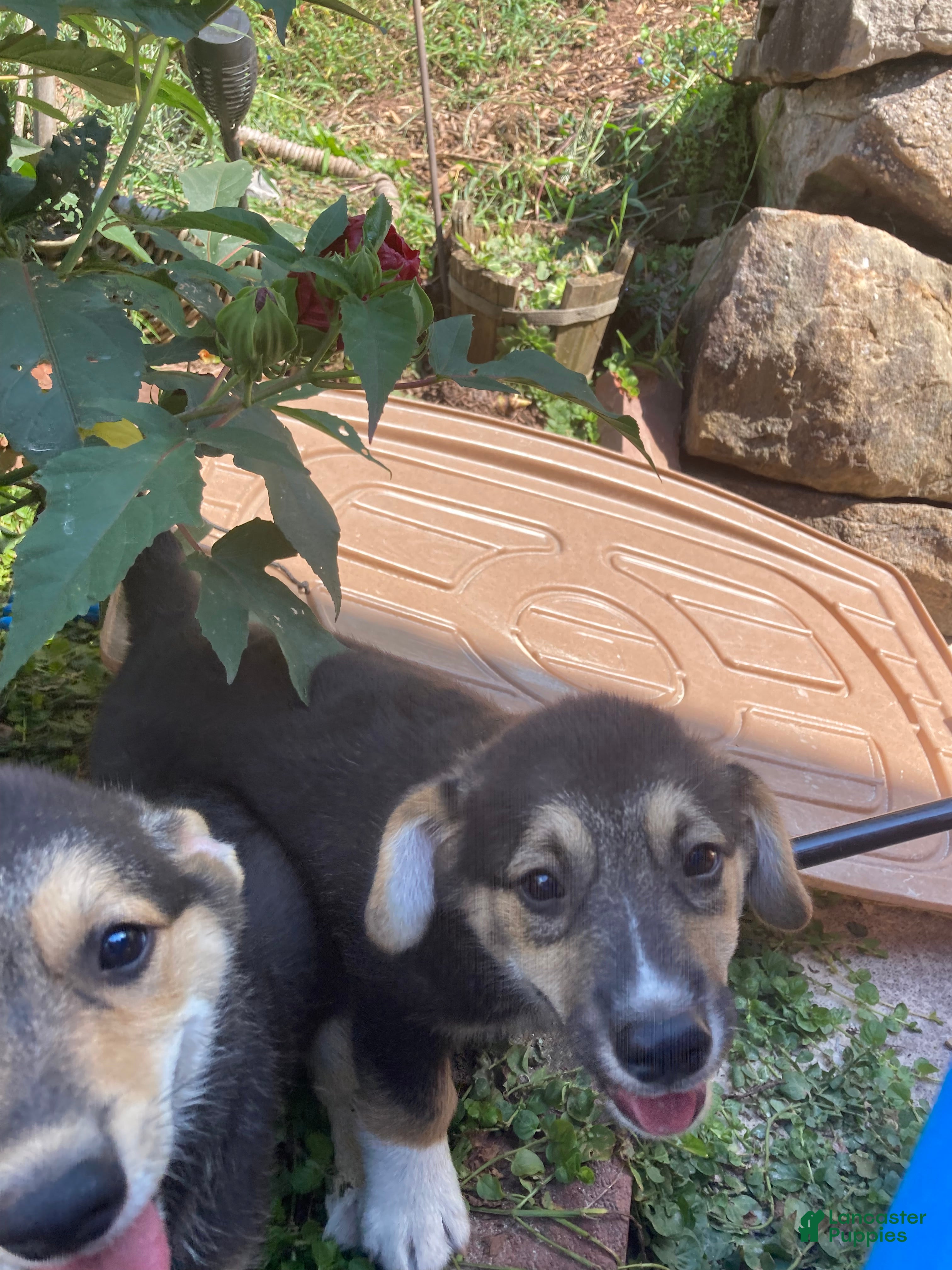Welsh Corgi Pembroke dogs for sale: Clifford - Ad 2