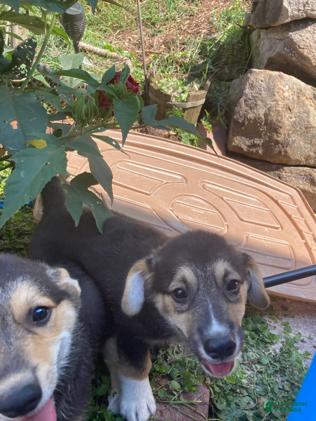Welsh Corgi Pembroke dogs for sale: Clifford - Ad 1