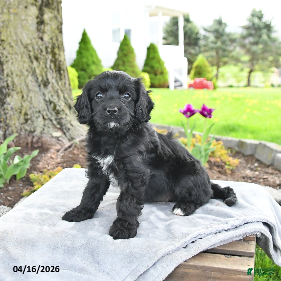 Cavapoo dogs Molly - Ad 1