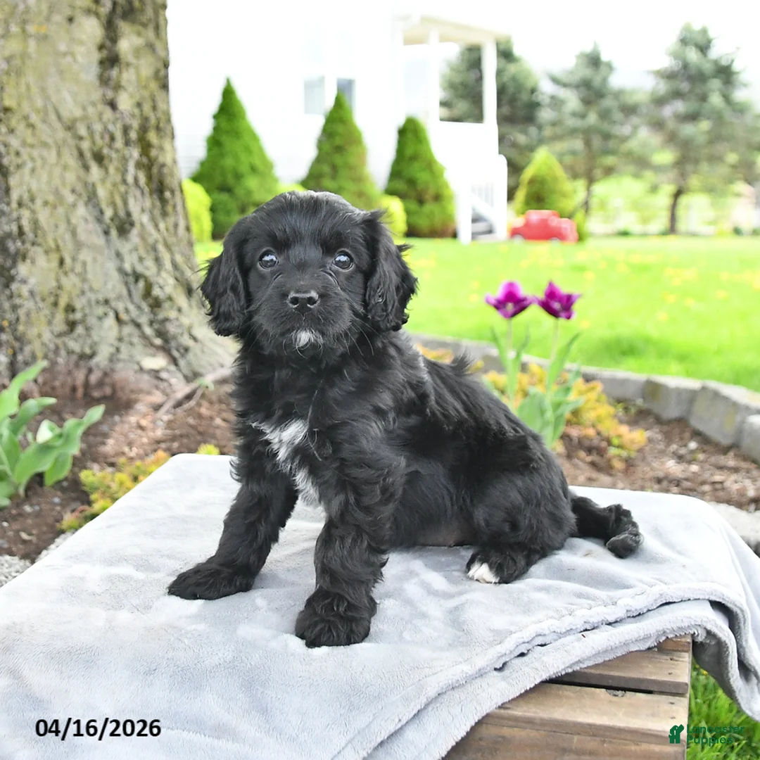 Cavapoo dogs for sale: Molly - Ad 1