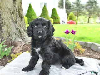 Cavapoo dogs for sale: Molly - Ad 2