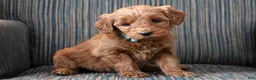 Goldendoodle dogs for sale: Goldendoodle Puppy 5 - Ad 1