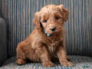 Goldendoodle dogs Goldendoodle Puppy 5 - Ad 31