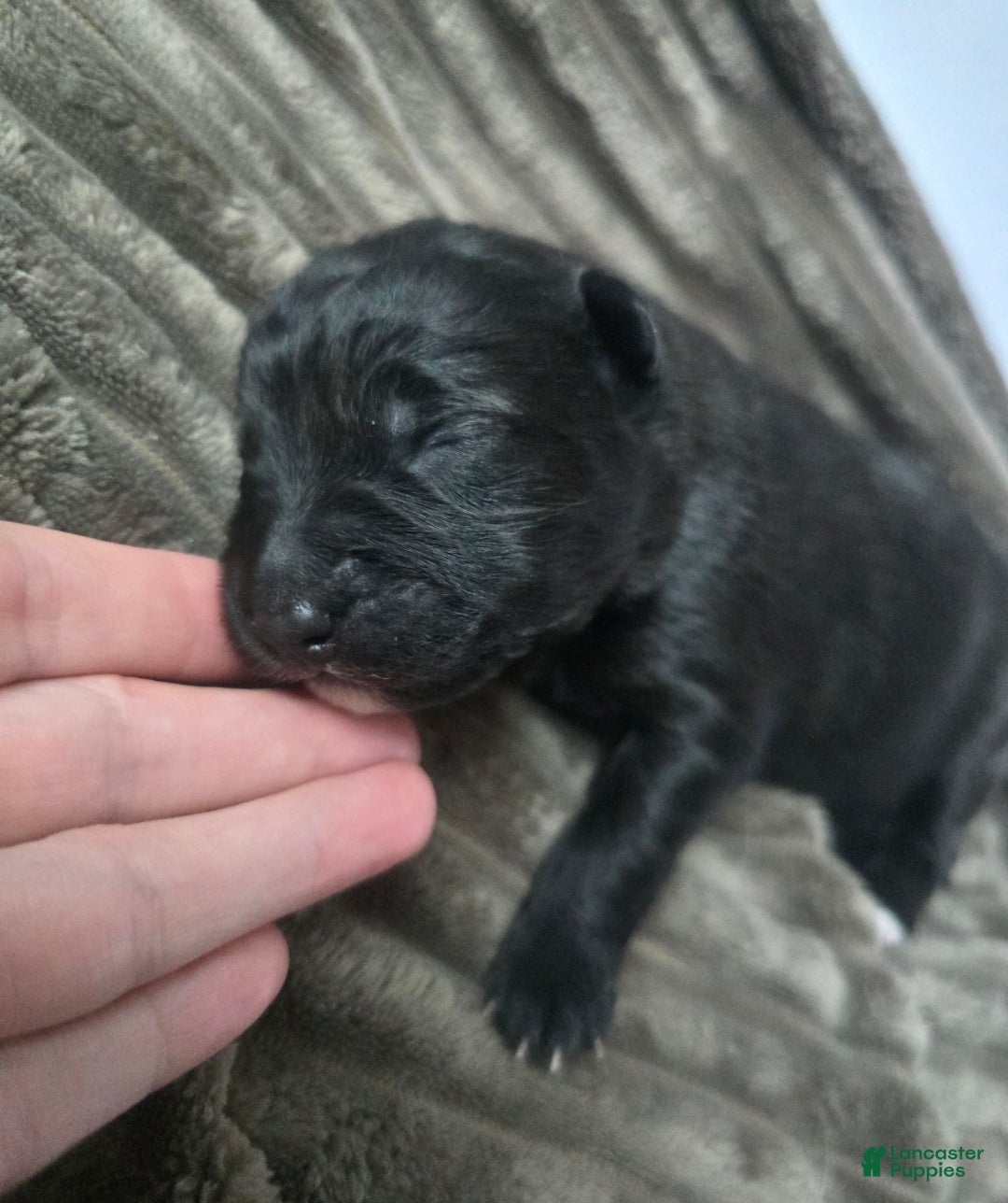 Mixed Breed dogs for sale: Starlight - Ad 7