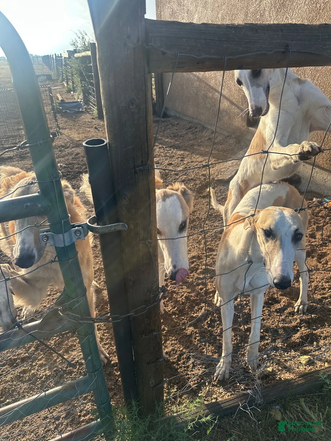 Mixed Breed dogs for sale: Zeppelin - Ad 2