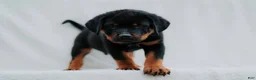 Rottweiler dogs for sale: Rottweiler 4 - Ad 4