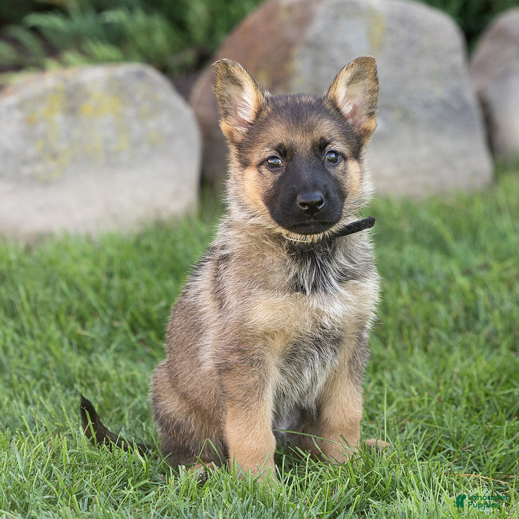 German Shepherd dogs Steph German Shepherd  - Ad 1