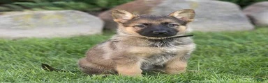 Steph German Shepherd 