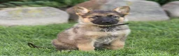 German Shepherd dogs for sale: Steph German Shepherd  - Ad 1