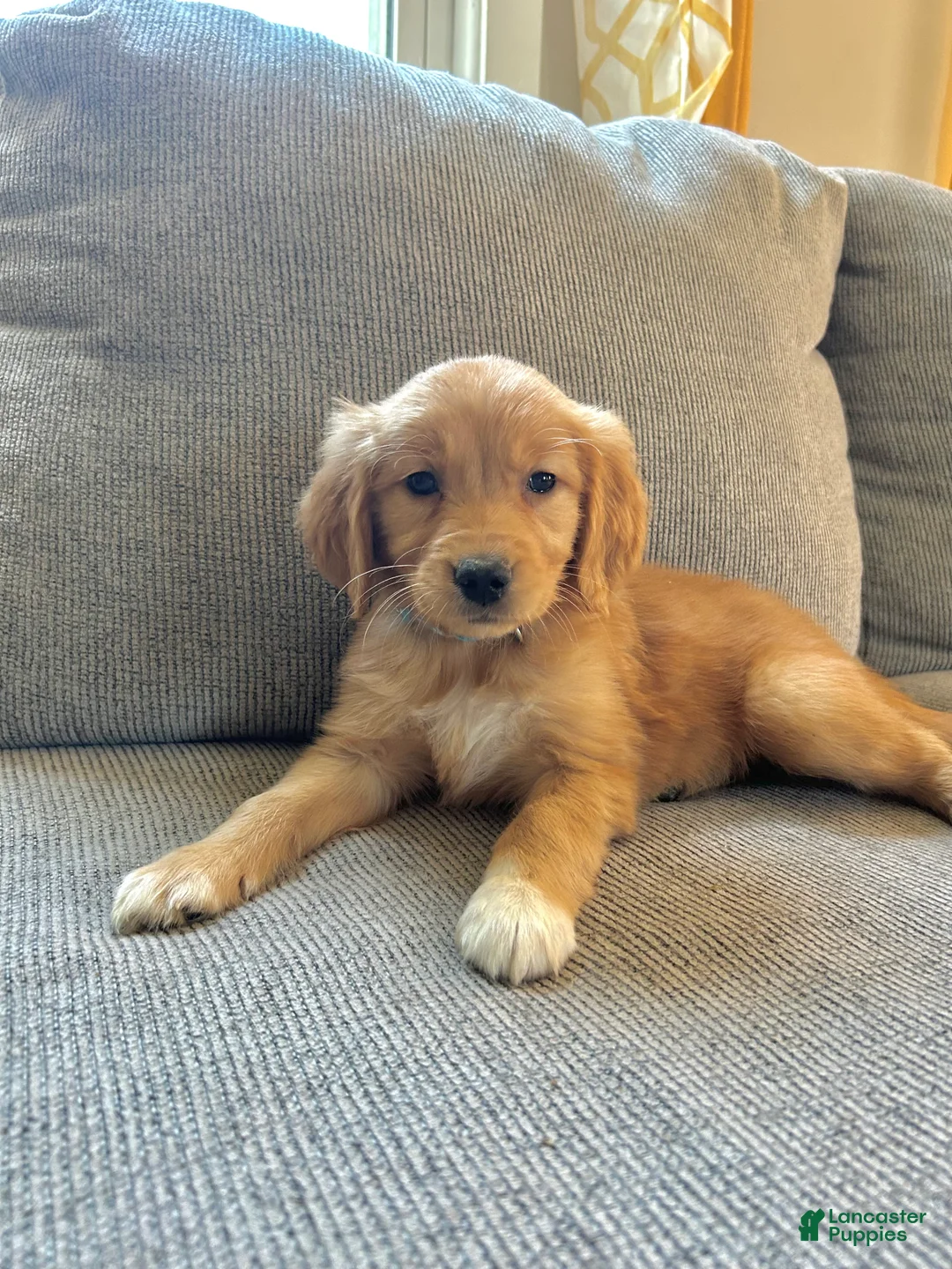 Golden Retriever dogs for sale: Sadie - Ad 2