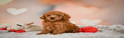 Toy Poodle dogs for sale: Alice - Ad 4