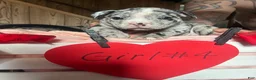Olde English Bulldogge dogs for sale: Olde English Bulldogge 4 - Ad 11
