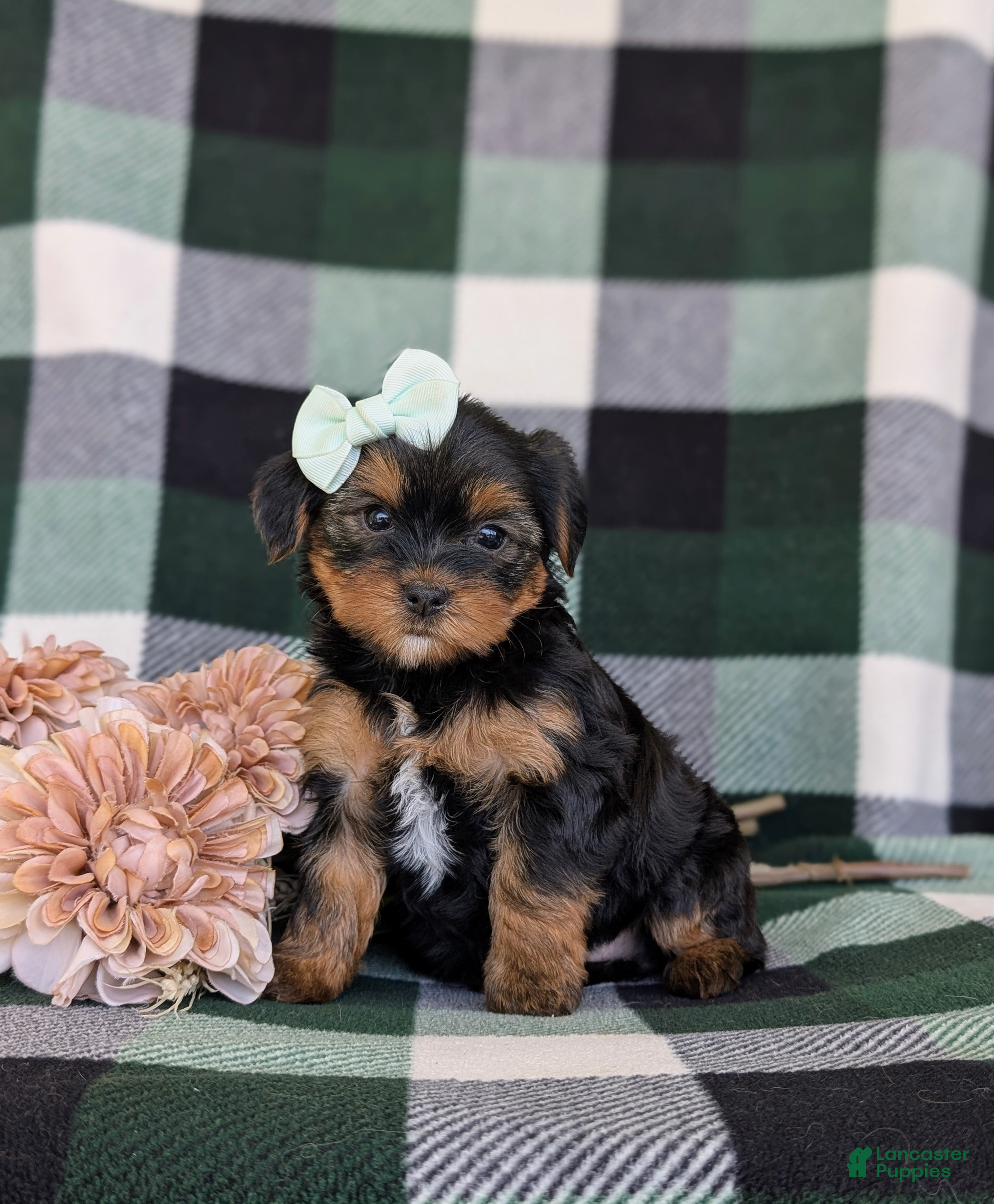 Shorkie dogs Meadow 7 lbs Full Grown - Ad 2