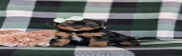 Shorkie dogs for sale: Meadow 7 lbs Full Grown - Ad 2