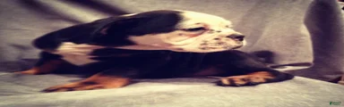 English Bulldog 2