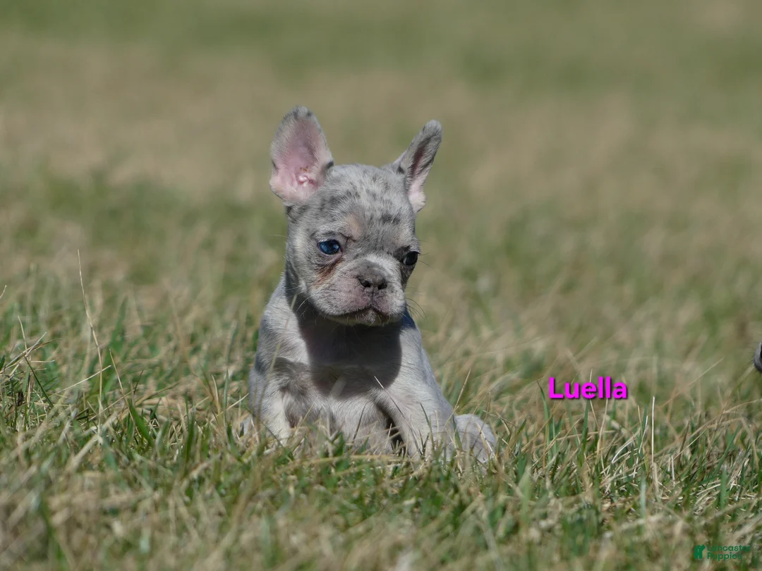 French Bulldog dogs for sale: Luella  - Ad 2