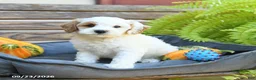 Cavapoo dogs for sale: Willaby - Ad 3