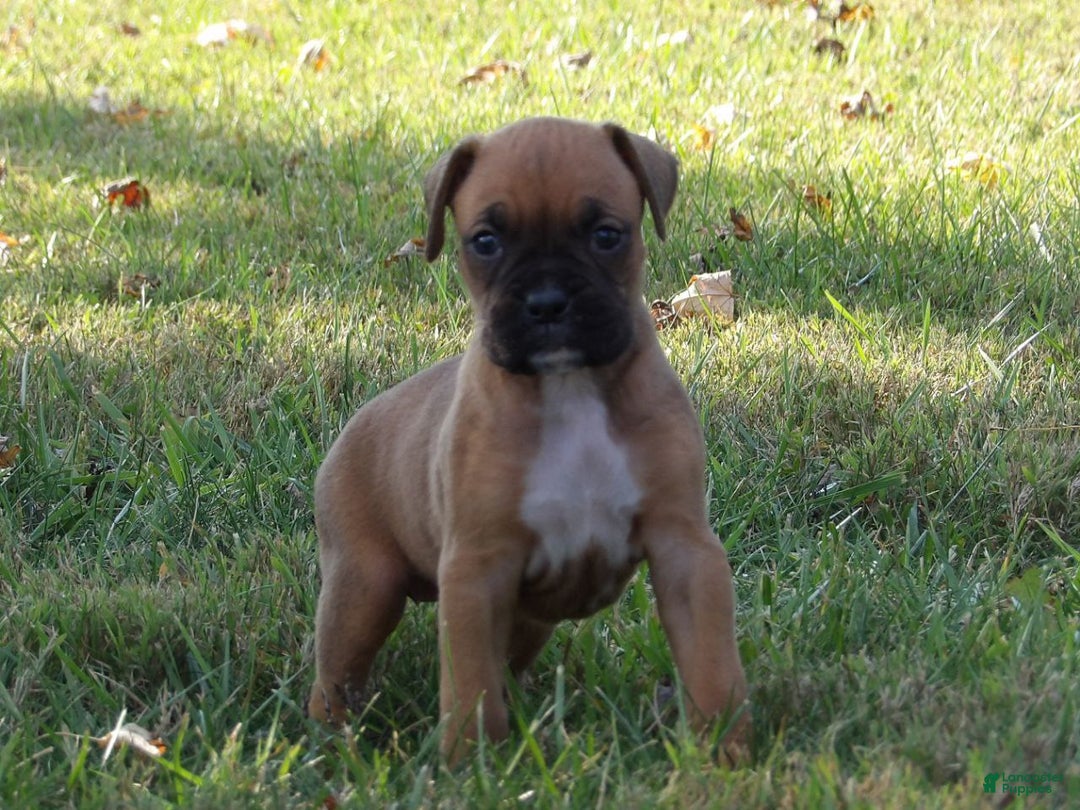 Boxer dogs for sale: Luci - Ad 2