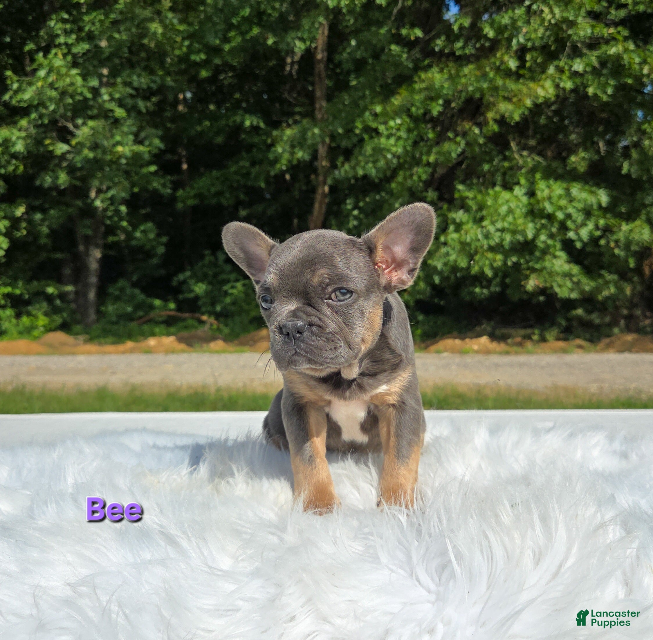 Frenchton dogs Bee - Ad 2