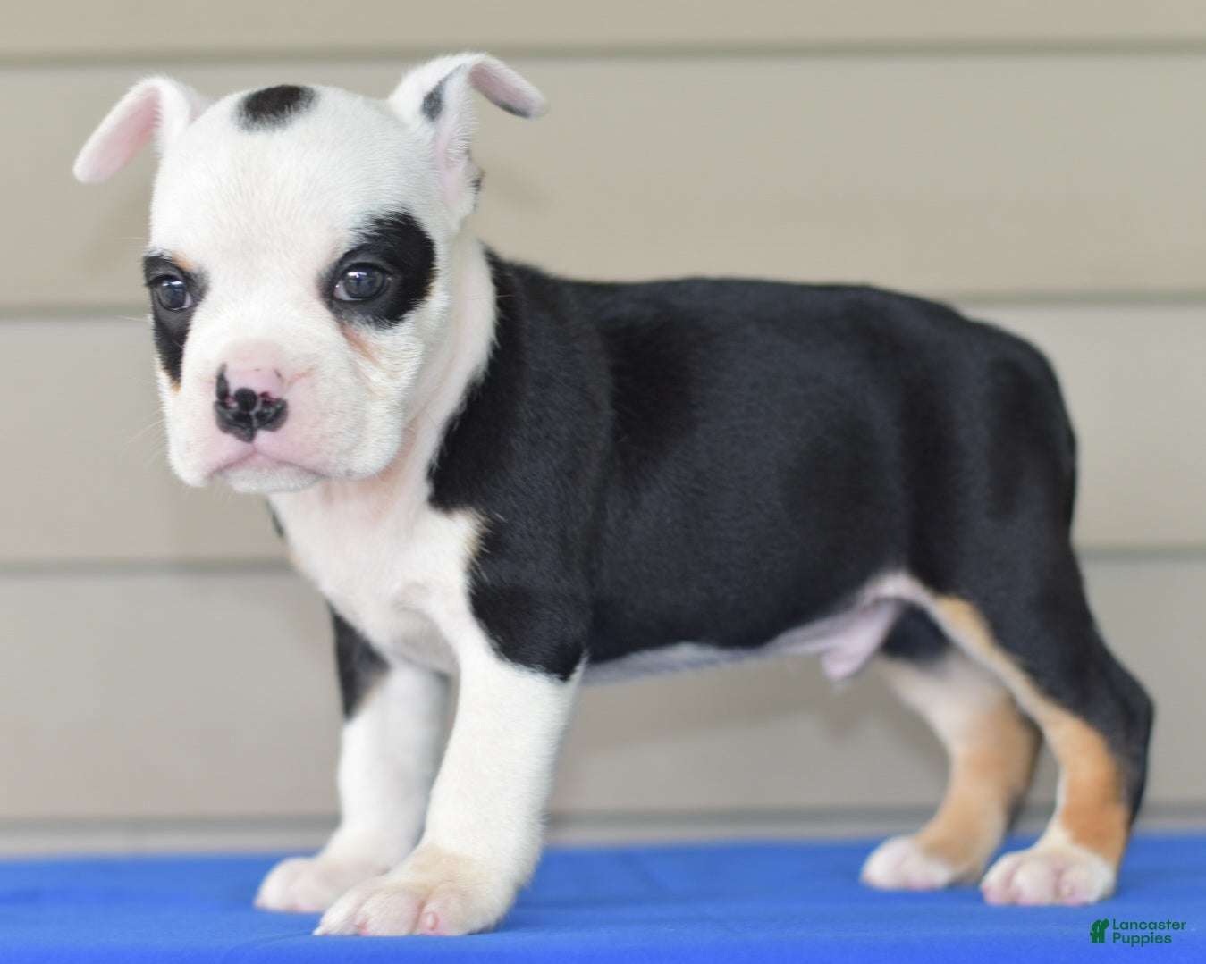 Mixed Breed dogs Bruno mini hybrid bulldog  - Ad 2