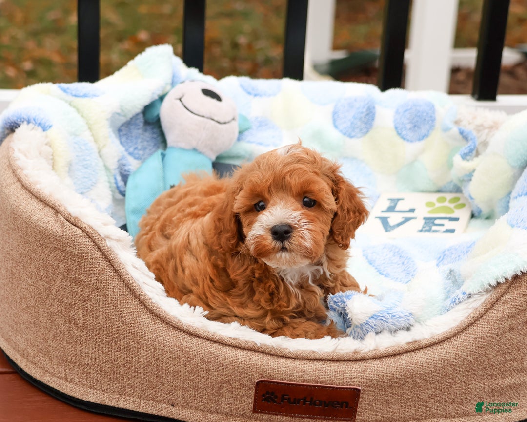 Cavapoo dogs for sale: Caleb - Ad 4