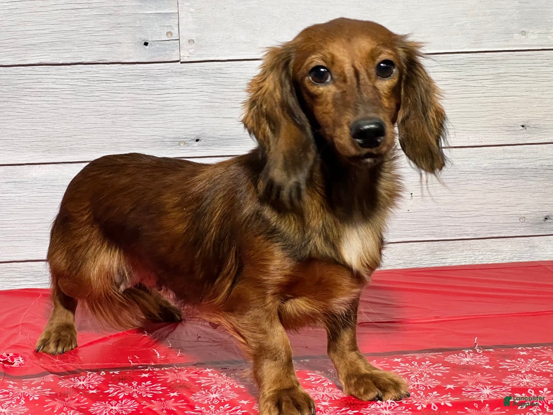 Miniature Dachshund dogs for sale: Lexi - Ad 7