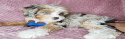 Cavapoo dogs for sale: Cavapoo 1 - Ad 2