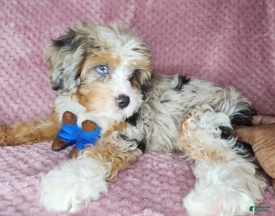 Cavapoo dogs for sale: Cavapoo 1 - Ad 2