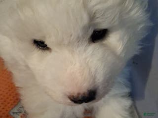 Samoyed dogs Samoyed Puppy 1 - Ad 11