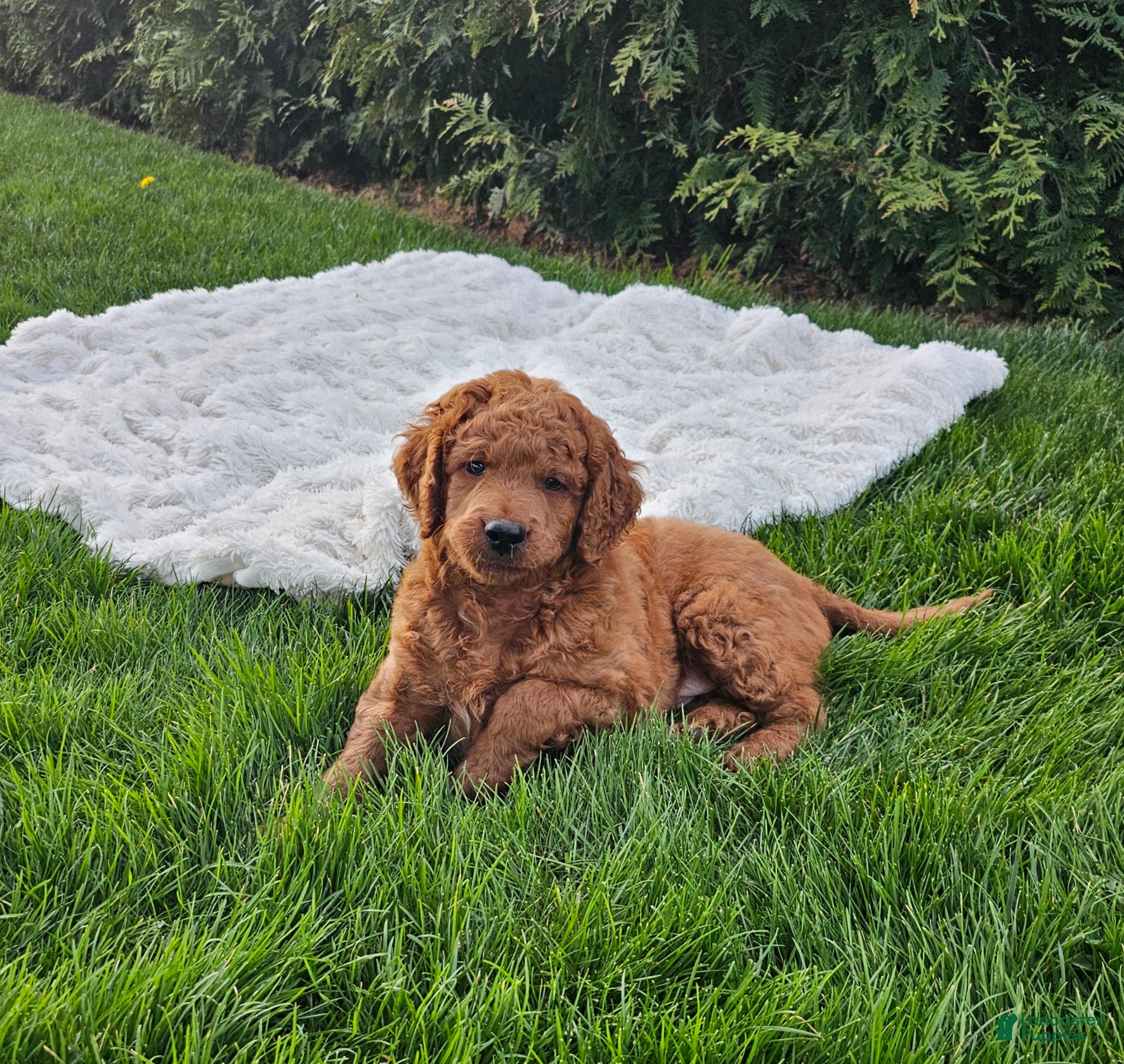 Mini Goldendoodle dogs Mini Goldendoodle Puppy 1 - Ad 2