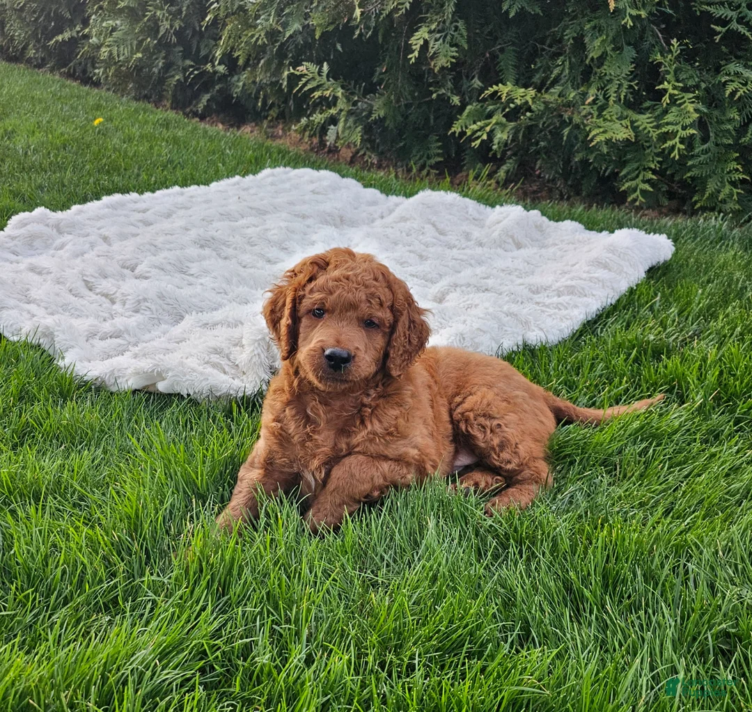 Mini Goldendoodle dogs for sale: Mini Goldendoodle Puppy 1 - Ad 2