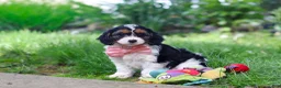 Cavapoo dogs for sale: Missy - Ad 5