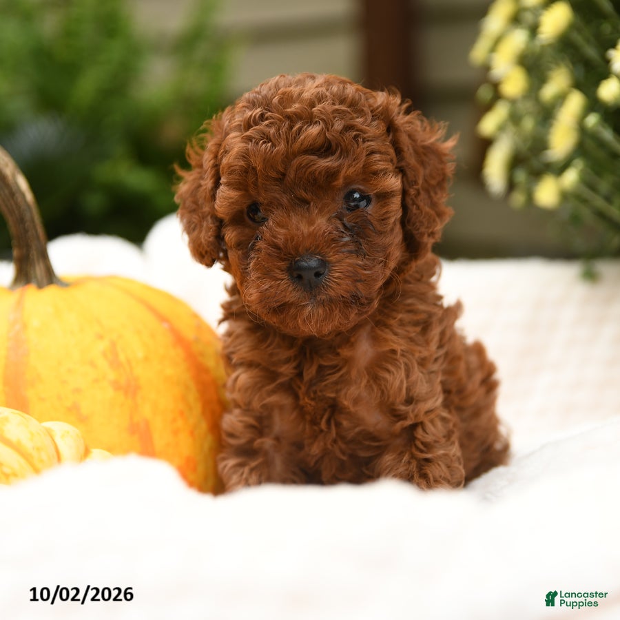 Toy Poodle dogs Sugar - Ad 1