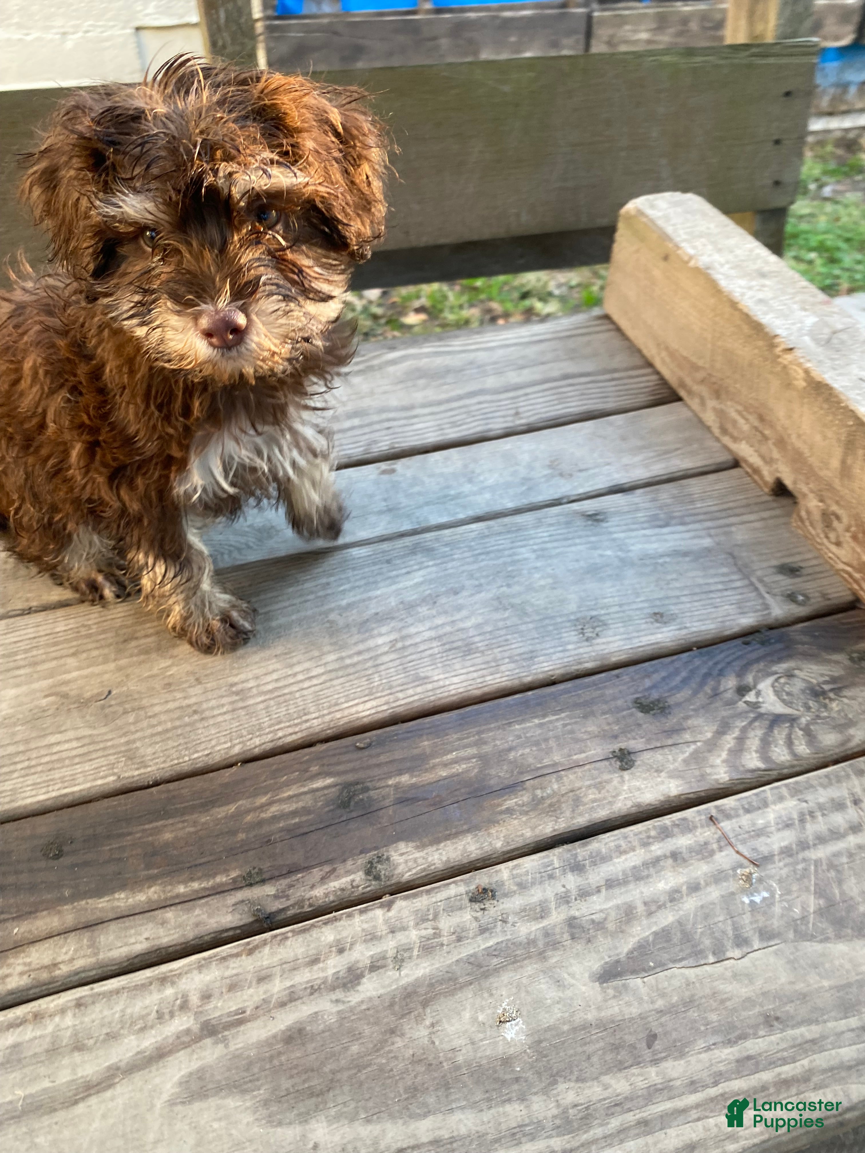 Miniature Poodle dogs Miniature Poodle Puppy 2 - Ad 21