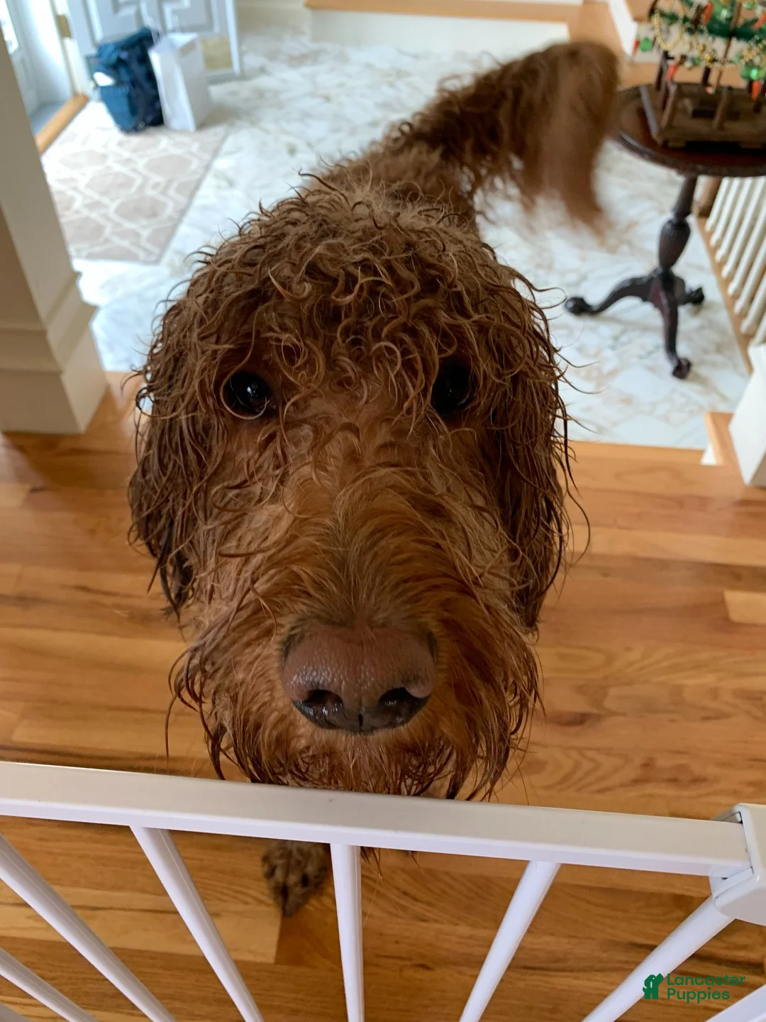 Goldendoodle dogs for stud: Stud F1 Red Goldendoodle - Ad 2