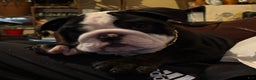 English Bulldog dogs for sale: Nugget - Ad 5